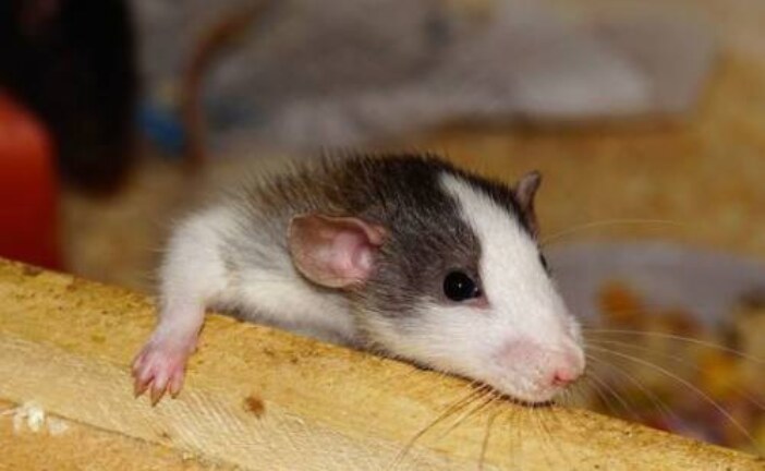 Китайские ученые заставили самцов крыс рожать