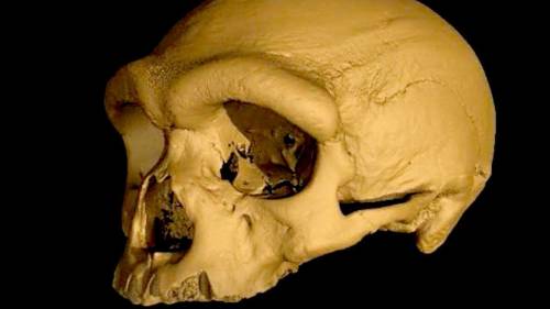 В Китае нашли череп, принадлежащий новому виду Homo