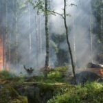 Лесные пожары увеличивают риск заражения коронавирусом в близлежащих городах