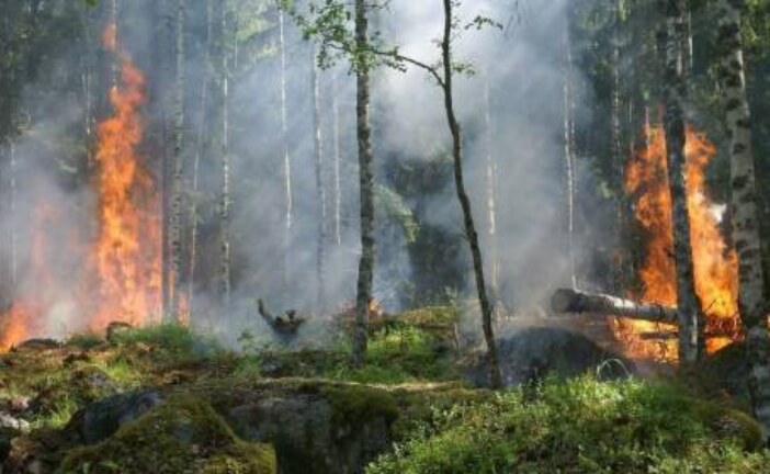 Лесные пожары увеличивают риск заражения коронавирусом в близлежащих городах