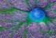 Курчатовский институт: Стволовые клетки могут стимулировать рост опухолей