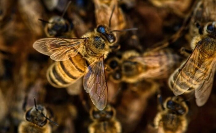В США мужчина умер после 300 укусов агрессивных пчел