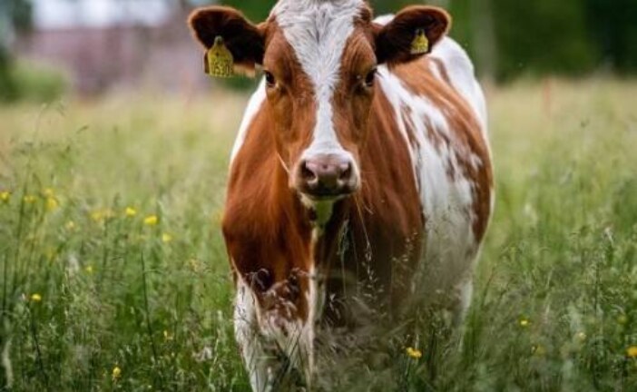 Верховный суд отказался признавать корову источником повышенной опасности