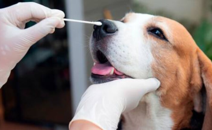 В Нидерландах 22% кошек и собак в домах с заразившимися SARS-CoV-2 также инфицировались