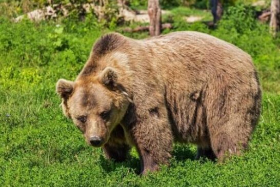 Москвичи рассказали о нападении медведя-людоеда и гибели друга