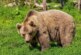 Москвичи рассказали о нападении медведя-людоеда и гибели друга