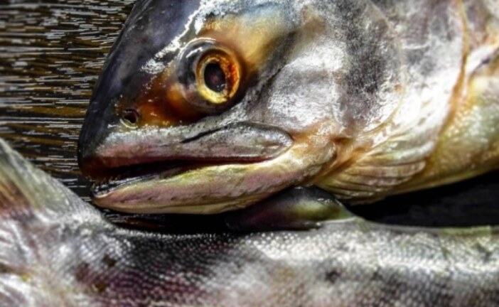 NRK: Ужасающее нашествие «русского лосося» угрожает экосистеме Норвегии