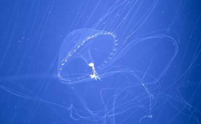 В Охотском море поймали необычную медузу: занесло теплыми водами
