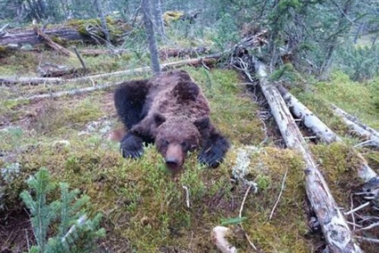 Медведь загрыз 16-летнего волонтера на Кубани: проводники рассказали подробности трагедии
