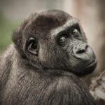В Бельгии женщину не пускают в зоопарк из-за «романа» с 38-летним шимпанзе
