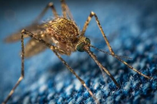 «Ядерный удар по комарам»: как радиация поможет в борьбе с малярией?