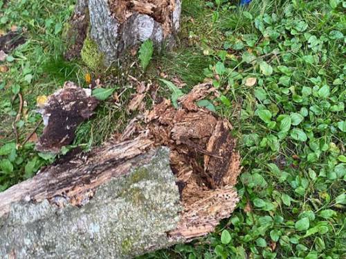 Две школьницы получили травмы при падении дерева: одна в реанимации