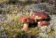 Сезон в разгаре: названы лучшие места и время для сбора грибов