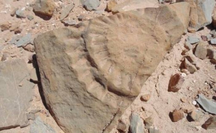Останки «летающего дракона» нашли в Чили