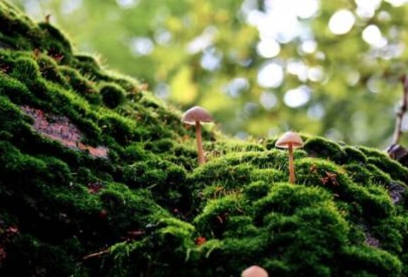 Отравление грибами: грозные симптомы и первая помощь