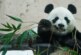 Ученые разгадали секрет окраски панд