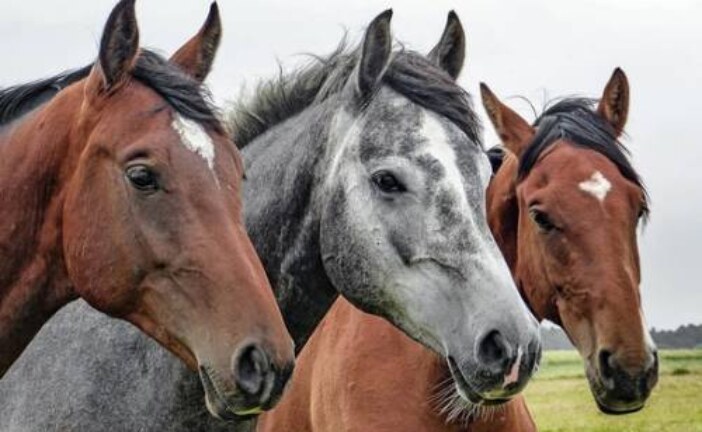 Разгадана тайна происхождения современных лошадей: хватило пары генов