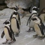Ученые выявили способность пингвинов распознавать сородичей по голосу