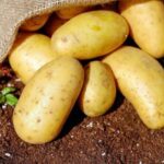 Эксперты спрогнозировали рост цен на картофель