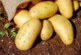 Эксперты спрогнозировали рост цен на картофель