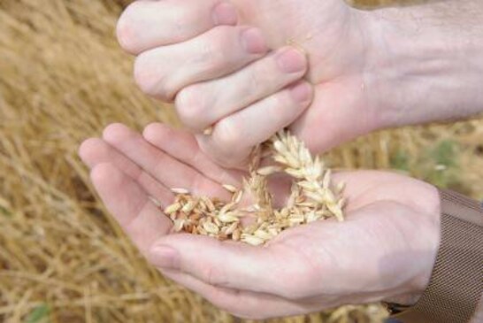 В России нашли способ извлечения самого полезного зерна