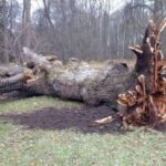 Признанный главным деревом России Тургеневский дуб не пережил ураган