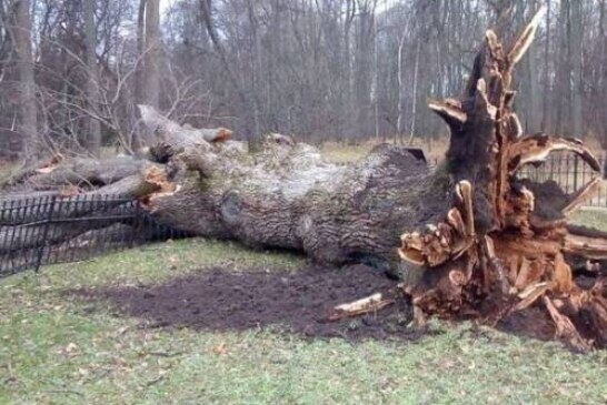 Признанный главным деревом России Тургеневский дуб не пережил ураган