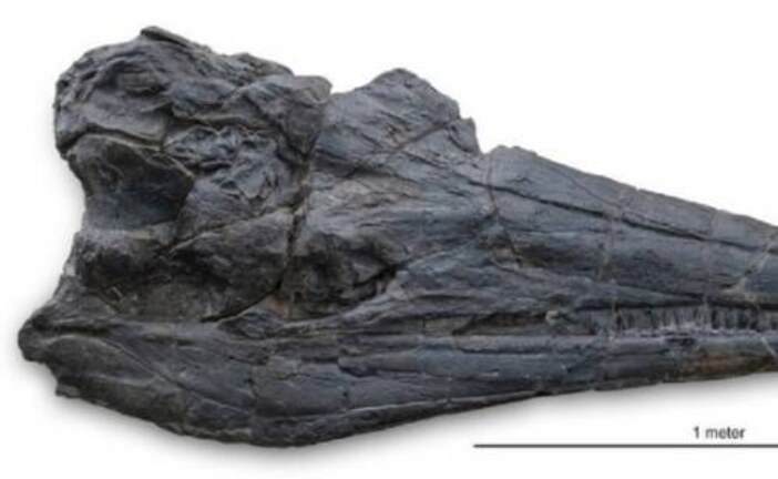 Найденный череп гигантской морской рептилии изменил представление ученых об эволюции