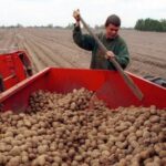 Российский картофель станет дефицитом: что кроется за новыми страшилками аграриев