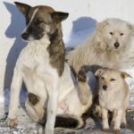 Бродячие собаки атаковали жителей московского поселка Северный: покусанных минимум двое