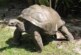 Биологи раскрыли секрет долголетия черепах