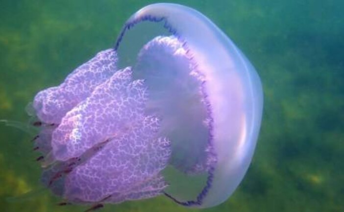 В России будут добывать лечебный белок из вредоносных медуз