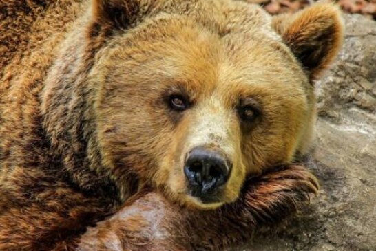 В Ташкенте девочку бросили в вольер к бурому медведю