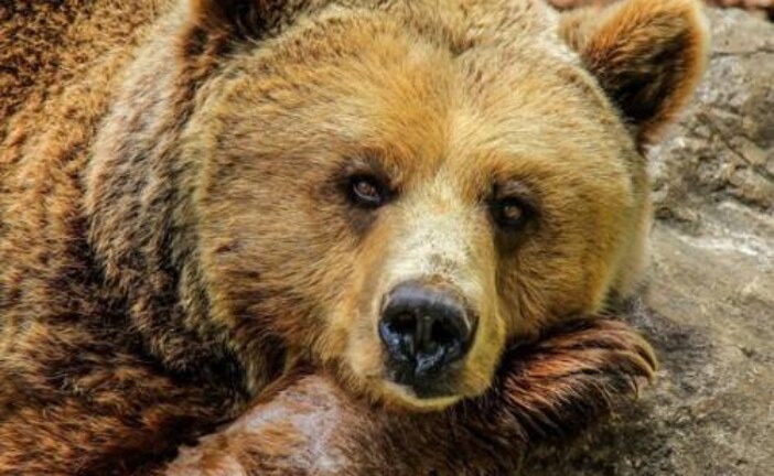 В Ташкенте девочку бросили в вольер к бурому медведю