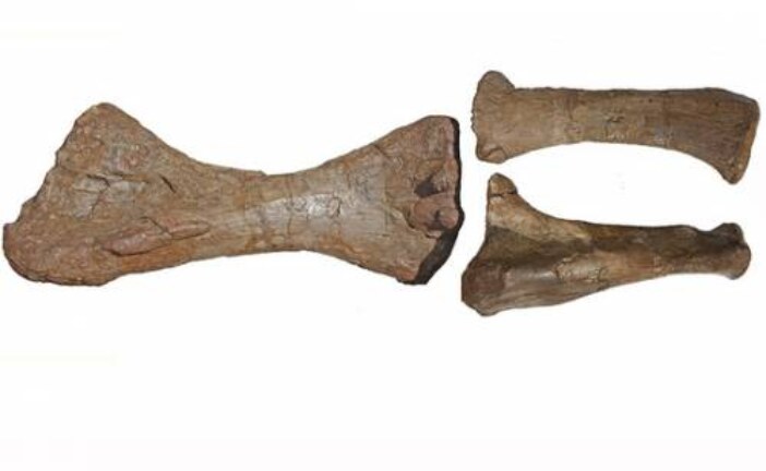 «Адская цапля с лицом крокодила»: ученые открыли новые виды динозавров