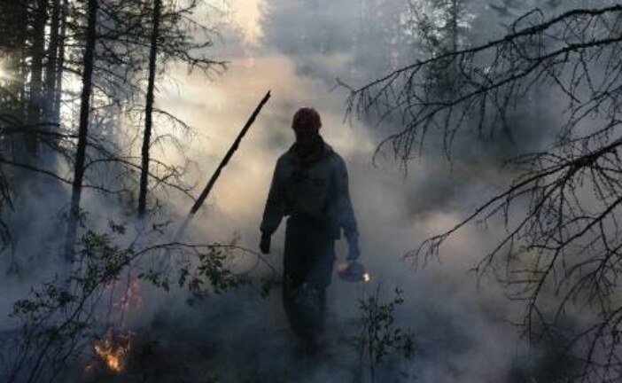 Ситуация в Арктике накаляется: «зомби» уничтожают леса