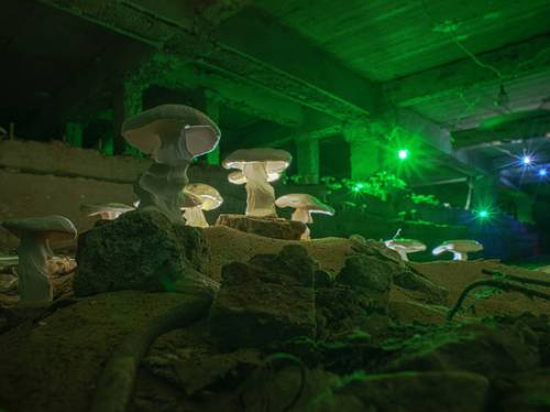 Художник вырастил в бомбоубежище поющие грибы