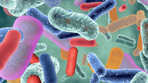 Как микробы управляют нашей энергией — новое исследование