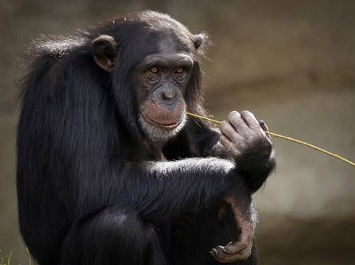Оспу обезьян назвали не опасной для рожденных до 1980 года